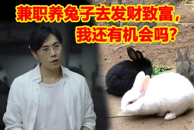 兔子價格多少錢一只，一個兔子賣多少錢？