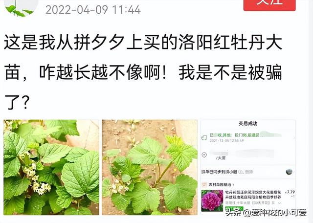 牡丹花苗批發(fā)價格，牡丹花苗批發(fā)價格淘寶？