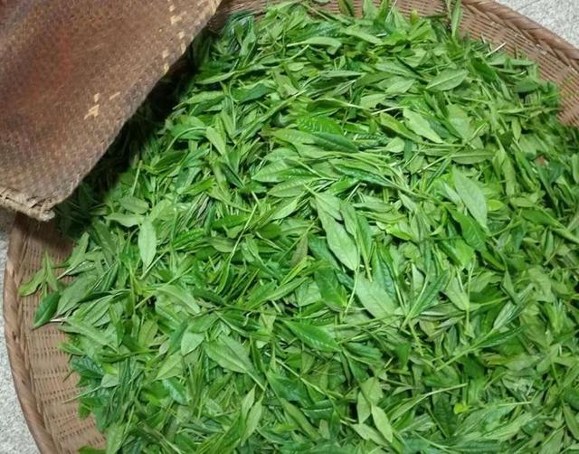 茶葉店如何找一手貨源，淘寶賣的茶葉？