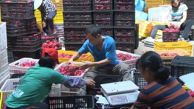 電商水果貨源，微商貨源果客邦水果貨源平臺(tái)？
