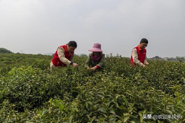 我想開茶葉店貨源怎么找，賣茶葉怎么找客源？