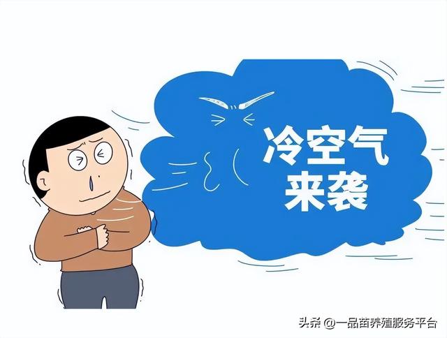 海南鵝苗多少錢一只，海南鵝苗多少錢一只在哪里買？