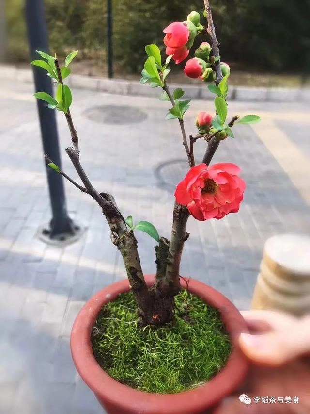 海棠果怎么賣，海棠果有賣的嗎？