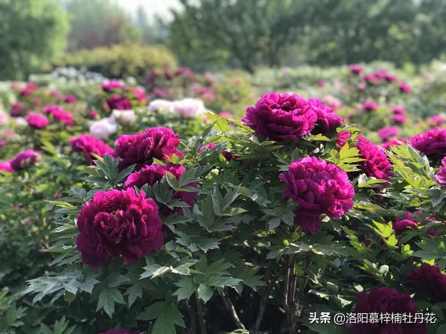 牡丹花苗價(jià)格_產(chǎn)地貨源，牡丹花苗批發(fā)價(jià)格？