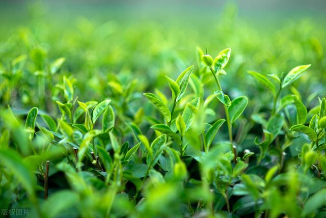 微商賣茶葉聊天技巧，微商賣茶葉的廣告詞？