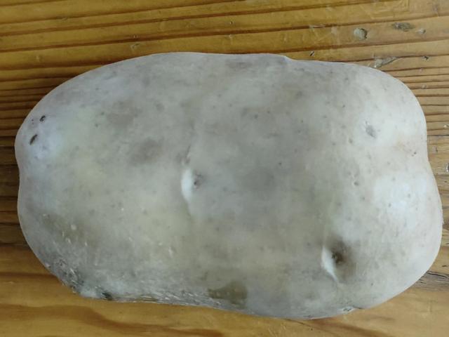 淘寶拼多多熱銷山東包菜貨源拿貨是真的嗎，淘寶拼多多熱銷山東包菜貨源拿貨是真的嗎還是假的？