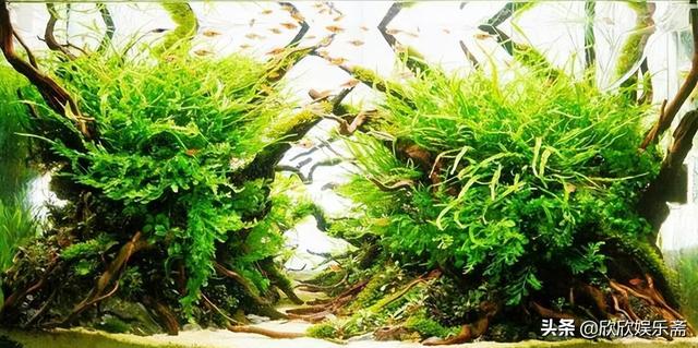 淘寶上哪家的沉木比較好，淘寶沉木是真的嗎？