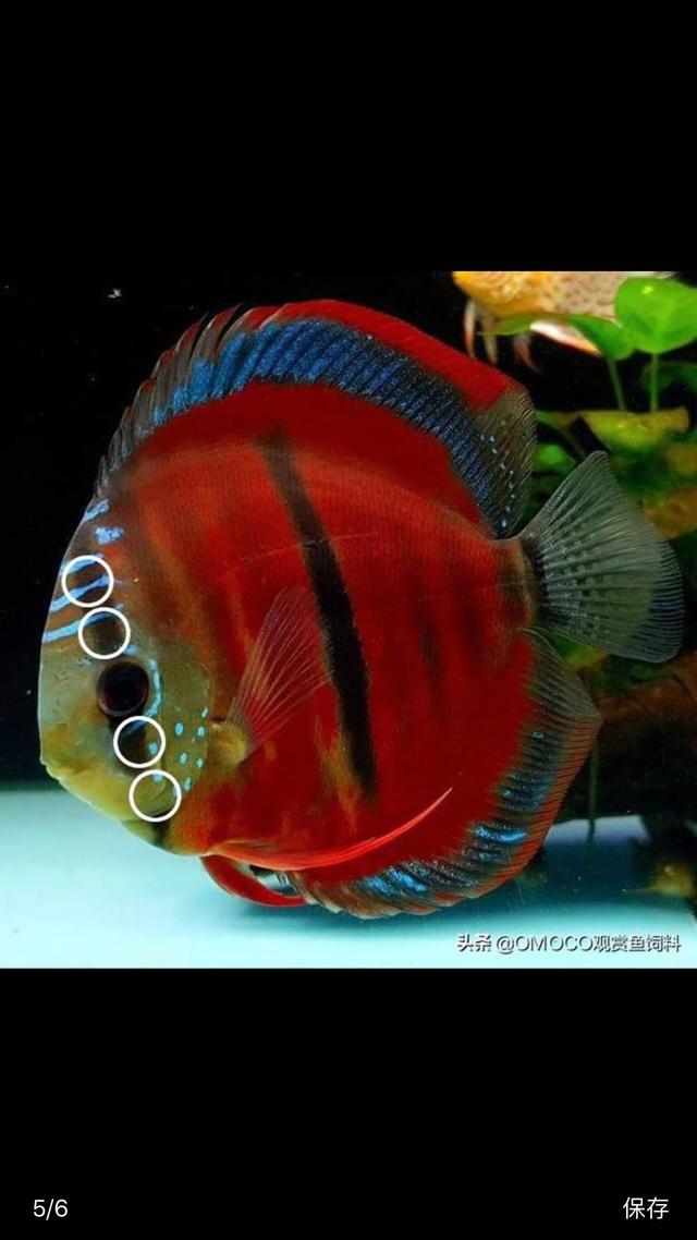 淘寶拼多多熱銷魚神仙貨源拿貨可靠嗎安全嗎，淘寶拼多多熱銷魚神仙貨源拿貨可靠嗎是真的嗎？