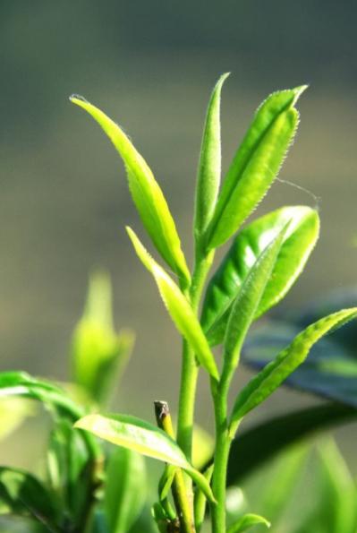 嘉木茶葉圖片，嘉木茶葉圖片大全？
