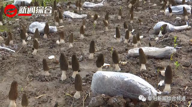 羊肚菌廠家直銷，羊肚菌廠家直銷電話？