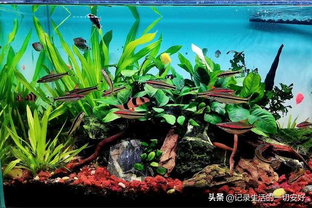 淘寶哪家沉木好，淘寶哪家沉木好賣？