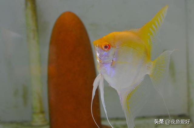 淘寶拼多多熱銷魚神仙貨源拿貨是真的嗎，淘寶拼多多熱銷魚神仙貨源拿貨是真的嗎安全嗎？