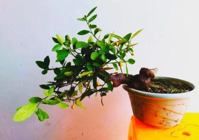 淘寶拼多多熱銷金豆花貨源拿貨是真的嗎，淘寶拼多多熱銷金豆花貨源拿貨是真的嗎安全嗎？