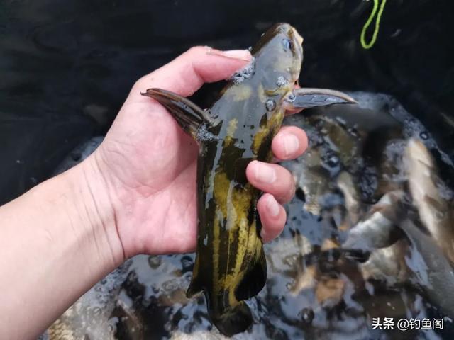 一包顆粒、兩盒蚯蚓，野釣黃辣丁也能爆護(hù)，但方法務(wù)必選對(duì)