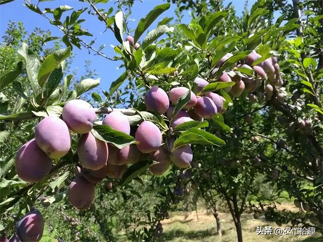 市場陷入缺貨，一斤12元熱銷，產(chǎn)地卻險遭滯銷，商販不斷壓價