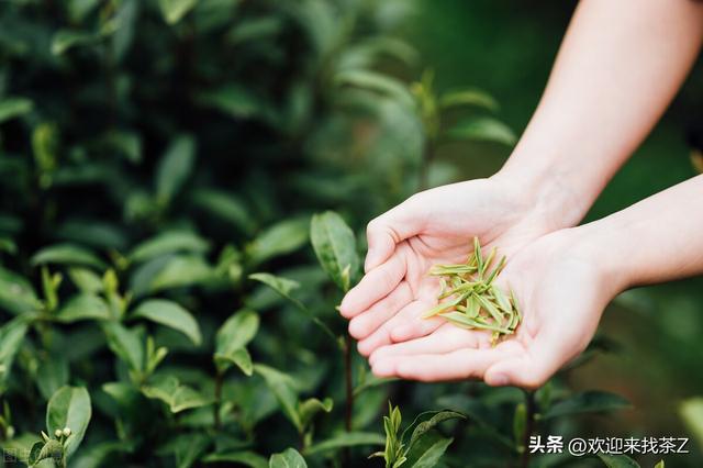 拼多多上貨的茶，拼多多上的中茶是真的嗎？