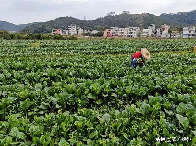 淘寶拼多多熱銷(xiāo)脫水菜芯貨源拿貨是真的嗎，淘寶拼多多熱銷(xiāo)脫水菜芯貨源拿貨是真的嗎還是假的？