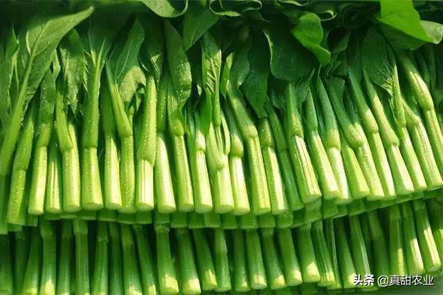 產(chǎn)區(qū)菜心探底；銷區(qū)品種產(chǎn)地更替，行情小幅上調(diào)