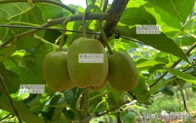 柑橘價格低迷，地頭價8~10元斤的紅心獼猴桃是否值得種植？