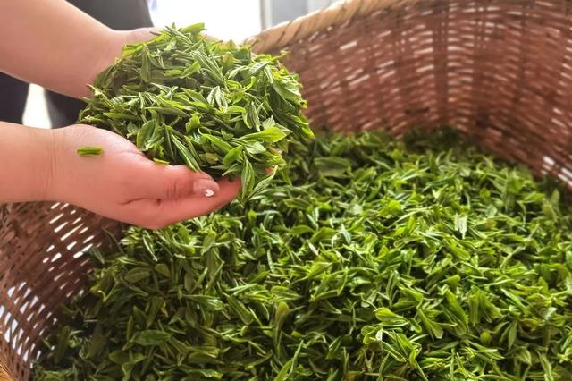 淘寶拼多多熱銷蕭氏茗茶貨源拿貨是真的嗎，淘寶拼多多熱銷蕭氏茗茶貨源拿貨是真的嗎可信嗎？
