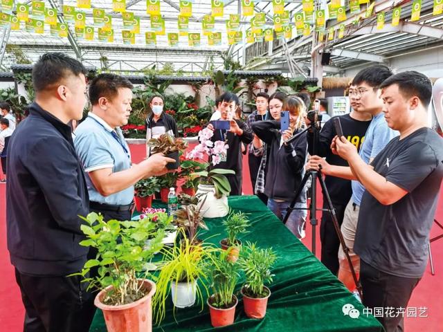 淘寶花卉貨源在哪里找到，淘寶花卉貨源在哪里找到的？