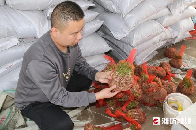 淘寶拼多多熱銷韭菜仿真貨源拿貨是真的嗎，淘寶拼多多熱銷韭菜仿真貨源拿貨是真的嗎還是假的？