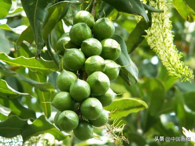 水果代理微信貨源網(wǎng)，水果微商一手貨源？