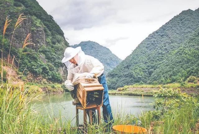 蜂蜜批發(fā)一手貨源，蜂蜜批發(fā)代理？