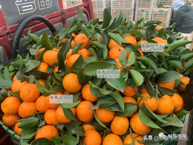 桂林水果微商貨源地址，桂林水果微商貨源地址電話？
