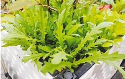 淘寶拼多多熱銷小號花盆貨源拿貨是真的嗎，拼多多_花盆？