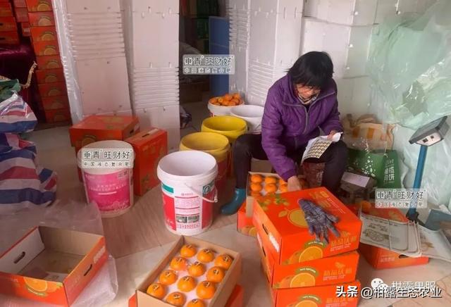 淘寶拼多多熱銷橘柑橘貨源拿貨是真的嗎，淘寶拼多多熱銷橘柑橘貨源拿貨是真的嗎安全嗎？
