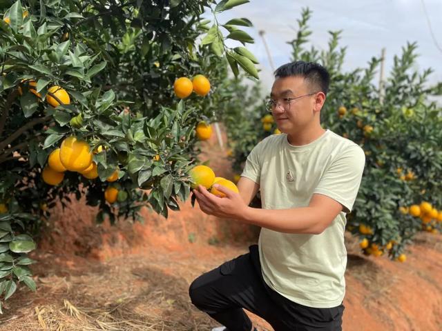 淘寶拼多多熱銷水洗橙子貨源拿貨是真的嗎，拼多多上的橙子怎么樣？