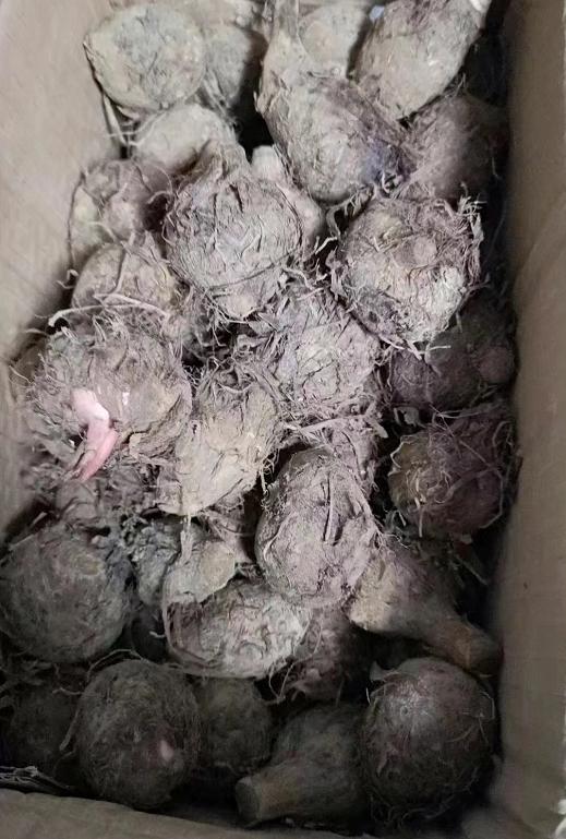 淘寶拼多多熱銷(xiāo)毛芋貨源拿貨是真的嗎，淘寶拼多多熱銷(xiāo)毛芋貨源拿貨是真的嗎安全嗎？