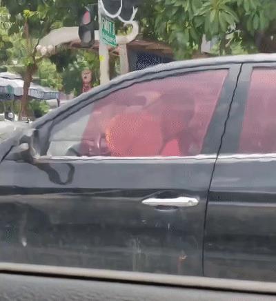 淘寶拼多多熱銷葵扇子貨源拿貨是真的嗎，葵扇子多少錢一斤？