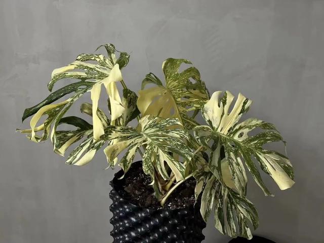 淘寶綠植找貨源怎么找，淘寶綠植找貨源怎么找的？