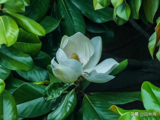淘寶花苗貨源怎么找不到，淘寶上賣花苗的店鋪哪家好？