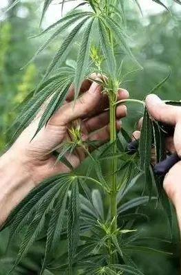 十大棉麻女裝品牌，棉麻女裝批發(fā)一手貨源在哪里？